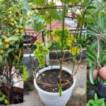 Daftar Habanero: Jenis, Keistimewaan, dan Tips Menanam