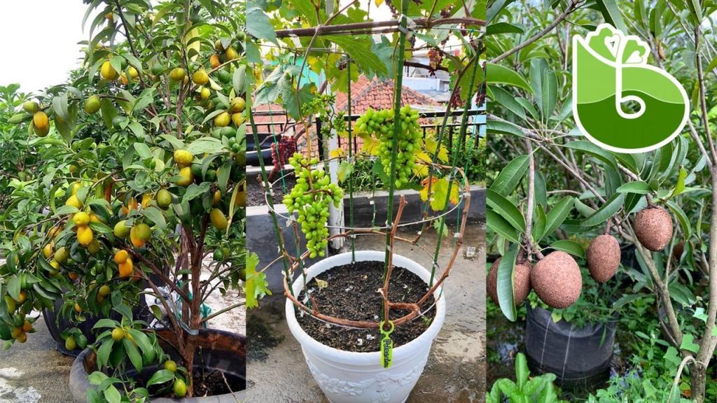 Daftar Habanero: Jenis, Keistimewaan, dan Tips Menanam